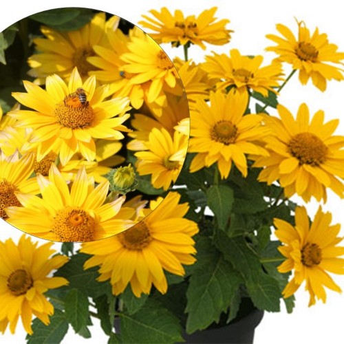 Heliopsis 'Sole d´Oro' - Päikesesilm 'Sole d´Oro' P9/0,55L